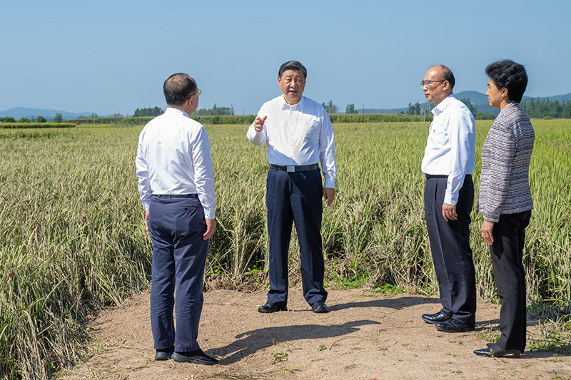 9月6日至8日，中共中央總書記、國家主席、中央軍委主席習(xí)近平在黑龍江考察。這是7日上午，習(xí)近平在遭受洪澇災(zāi)害的哈爾濱尚志市老街基鄉(xiāng)龍王廟村，察看水稻受災(zāi)情況。